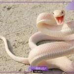 تفسير رؤية الثعبان الكبير في المنام للمتزوجة والعزباء ورمزه في البيت