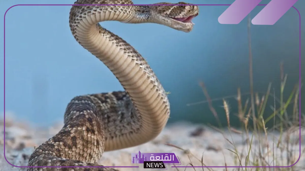 تفسير رؤية الثعبان الكبير في المنام للمتزوجة والعزباء ورمزه في البيت 5 رؤية الثعبان في المنام للمتزوجة