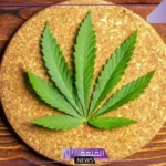 تفسير حلم رؤية الحشيش في المنام وتدخينه للرجل والعزباء لابن سيرين