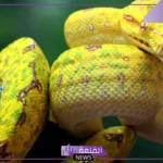 تفسير الحلم بالثعبان الاصفر يطاردني في المنام للرجل والمرأة لابن سيرين