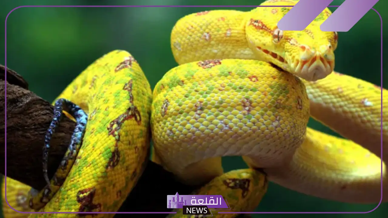 تفسير الحلم بالثعبان الاصفر يطاردني في المنام للرجل والمرأة لابن سيرين