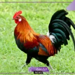 تفسير حلم رؤية الديك في المنام للرجل والمرأة لابن سيرين