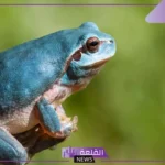 تفسير حلم الضفدع في البيت للرجل والمرأة في المنام