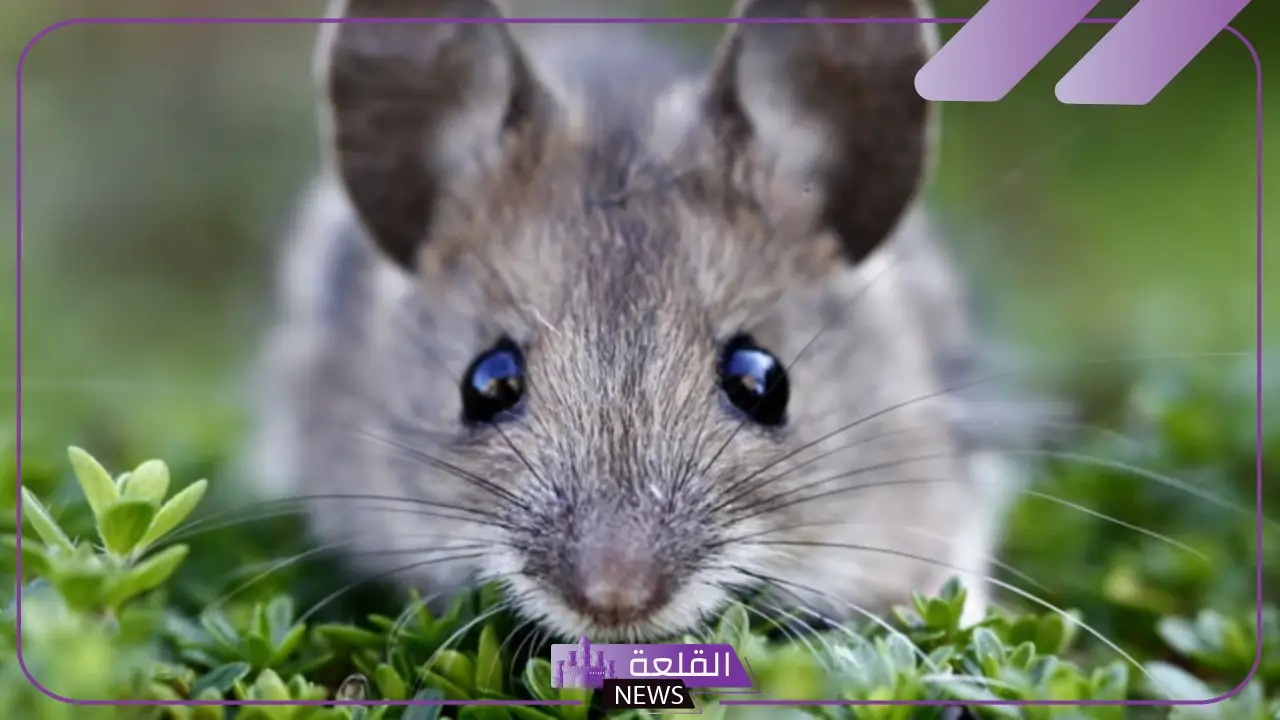 تفسير الحلم بالفأر داخل المنزل في المنام لابن سيرين للمتزوجة والعزباء