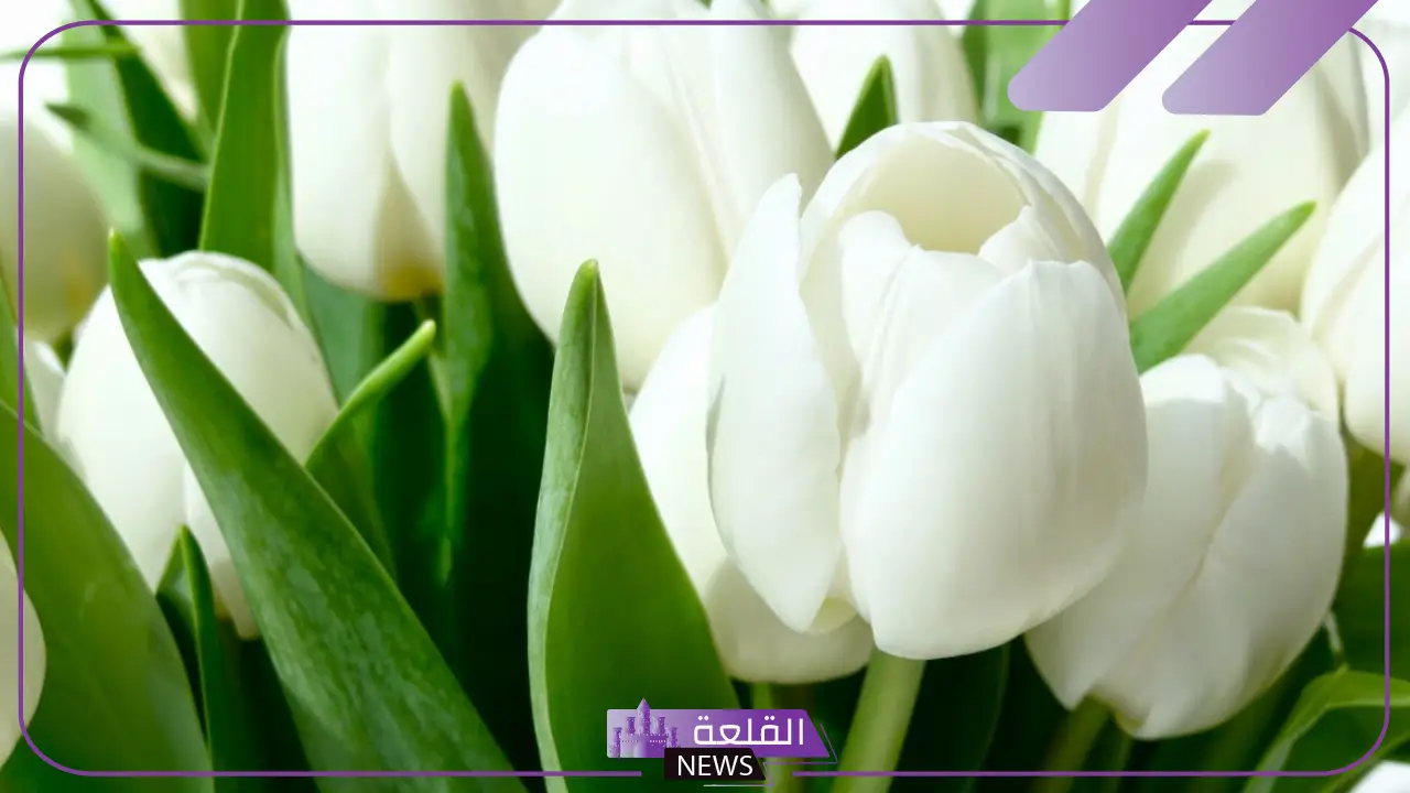تفسير الحلم بالورد الابيض في المنام ورمزه لابن سيرين 5 تفسير الحلم بالورد الأبيض في المنام ورمزه لابن سيرين