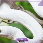 تفسير حلم الثعبان الابيض للعزباء والمتزوجة في المنام