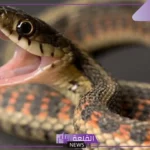 تفسير الحلم بقتل الافعى في المنام لابن سيرين