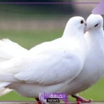 تفسير رؤية الحمام الابيض في المنام للرجل والمرأة