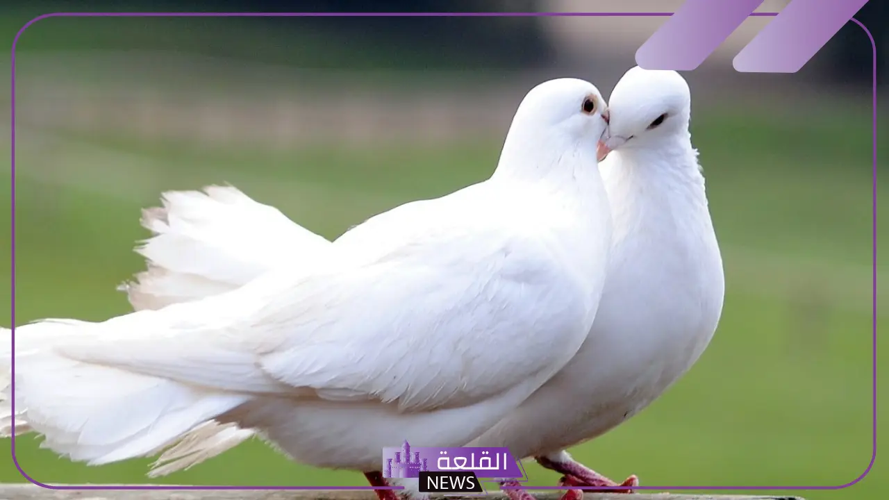 تفسير رؤية الحمام الابيض في المنام للرجل والمرأة