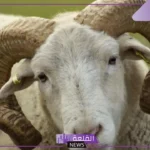 تفسير حلم الخروف للرجل والمرأة في المنام لابن سيرين