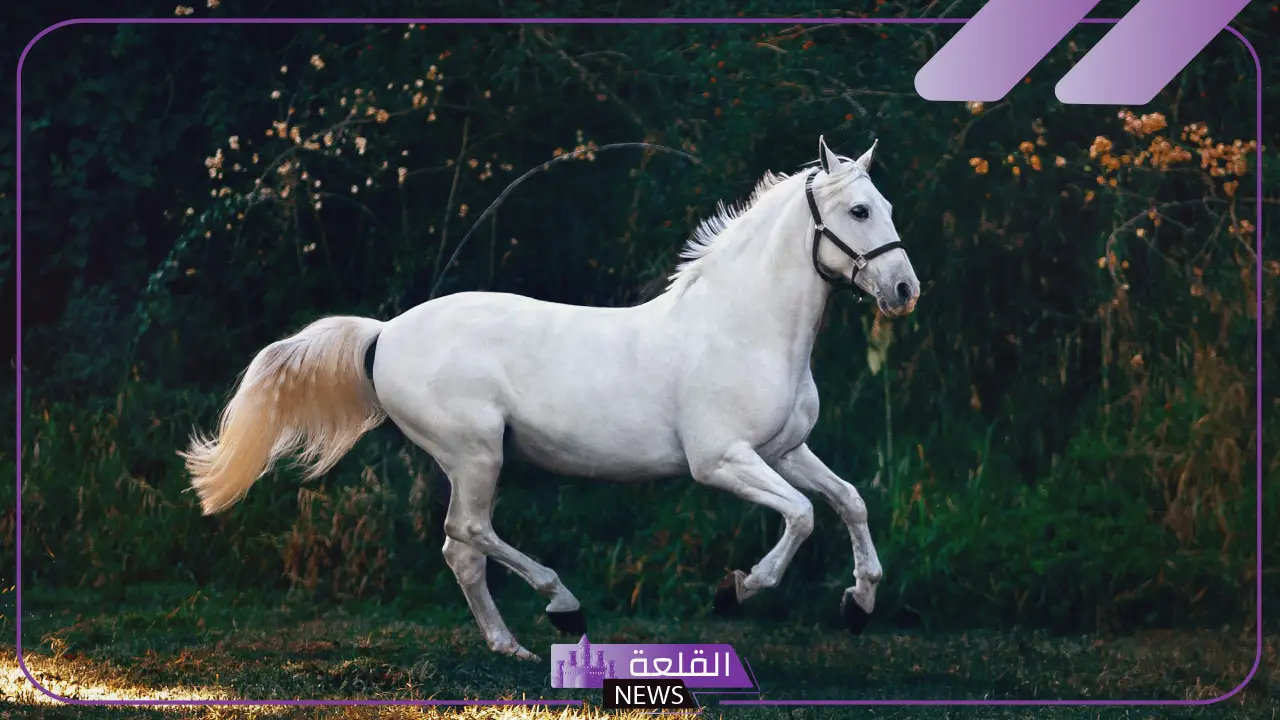 عبارات شعر عن الخيل جميلة تويتر وفيس بوك.. شعر حُب عن الخيل 5 عبارات شعر عن الخيل