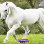 تفسير حلم الخيل الابيض في المنام للرجل والمرأة لابن سيرين