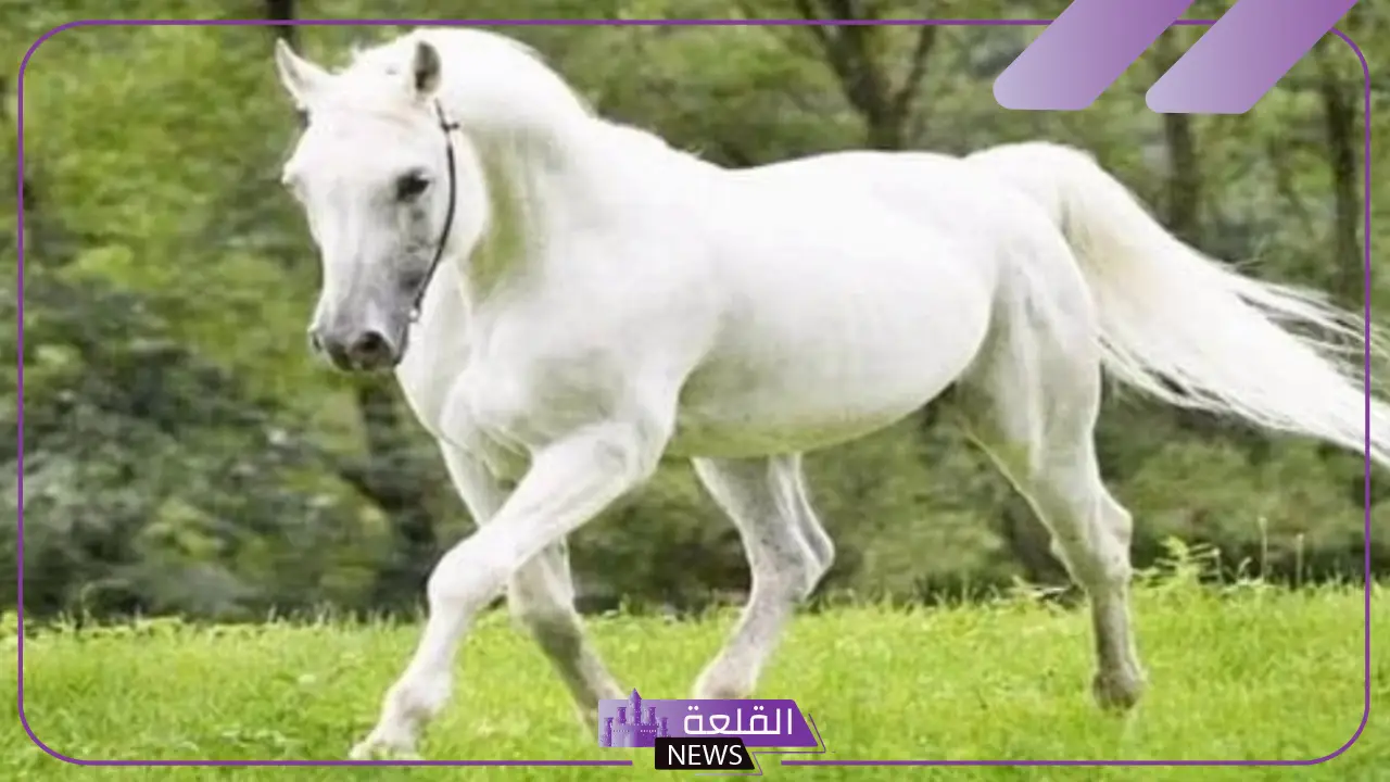 تفسير حلم الخيل الابيض في المنام للرجل والمرأة لابن سيرين