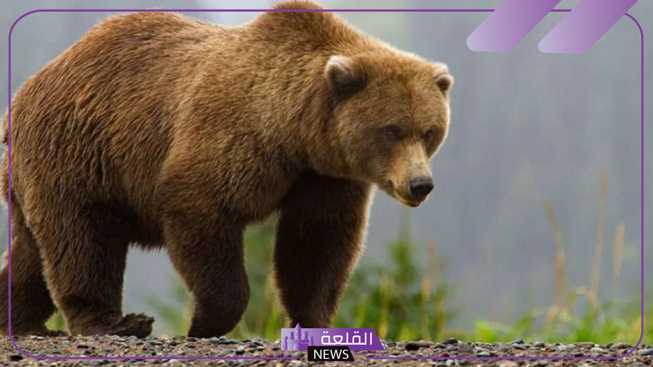 تفسير حلم الدب الاسود في المنام للعزباء ورمز رؤيته لابن سيرين 5 الدب الاسود في المنام للنابلسي