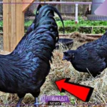 تفسير حلم الديك الاسود في المنام للرجل والمرأة لابن سيرين