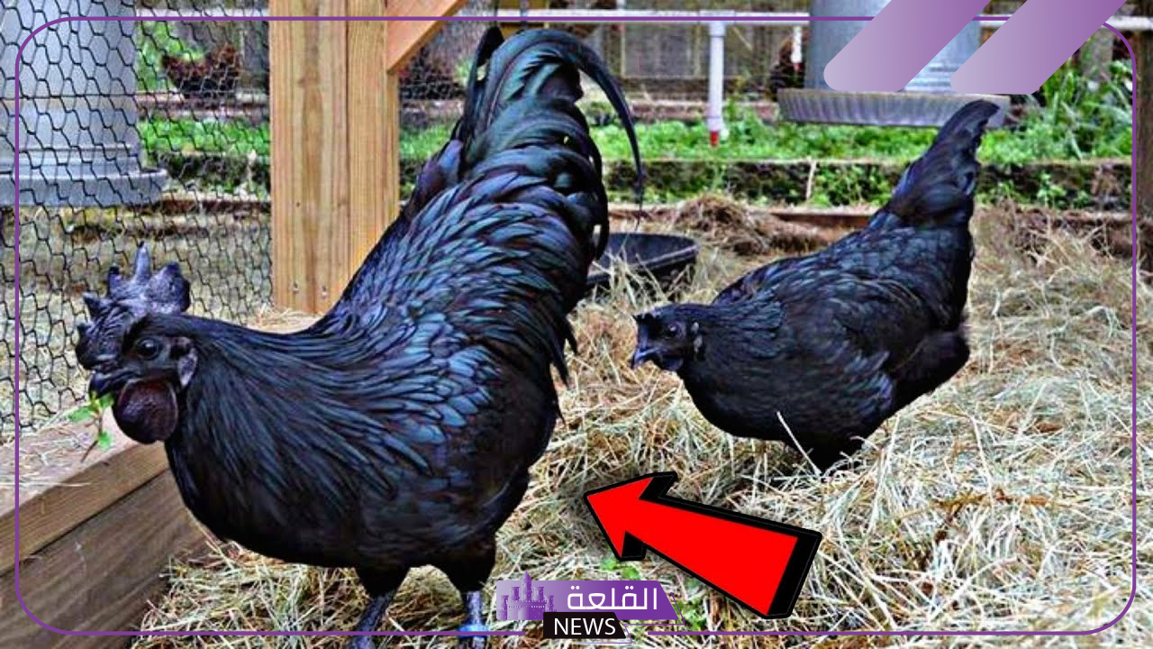 تفسير حلم الديك الاسود في المنام للرجل والمرأة لابن سيرين