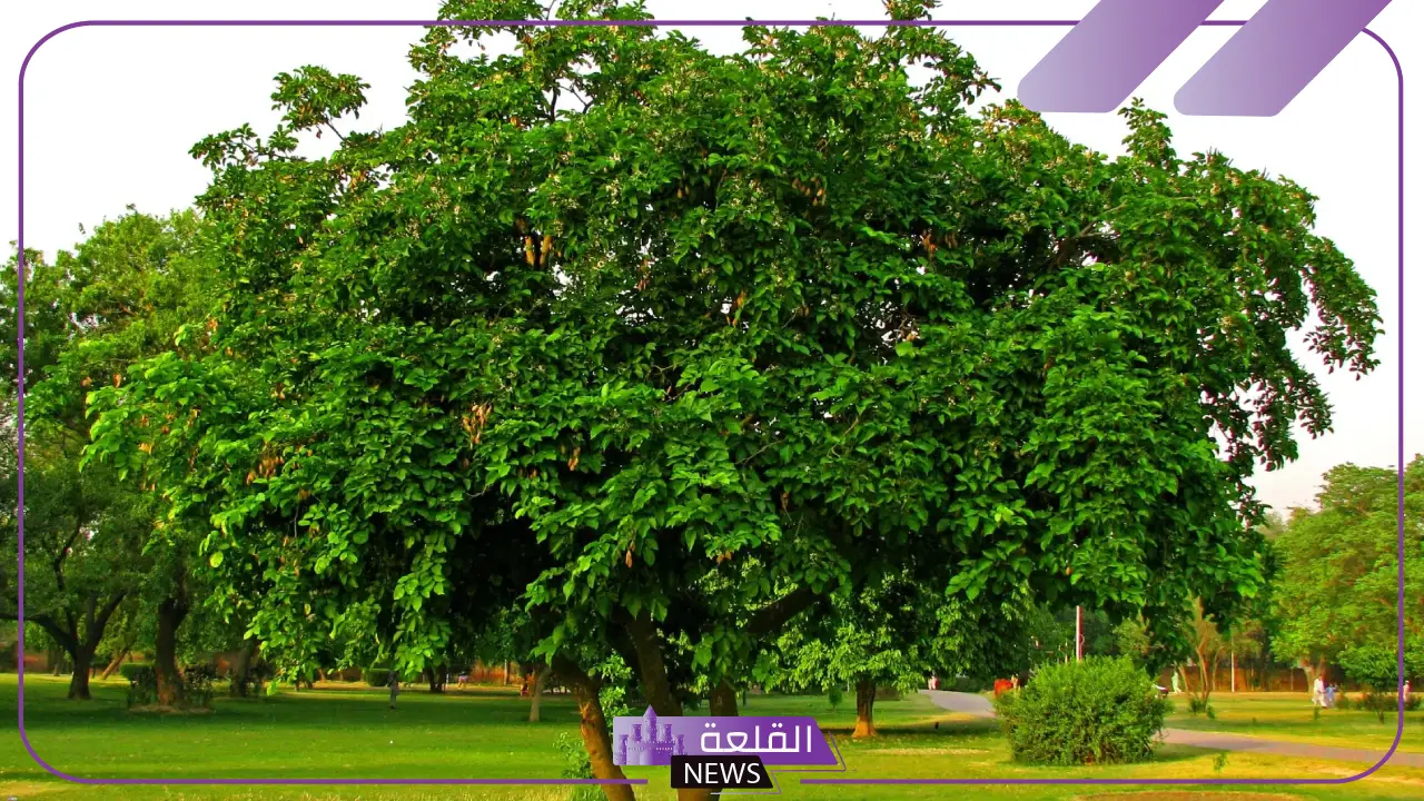 تفسير حلم الشجرة في المنام ورمزها للمرأة والرجل لكبار المفسرين 5 رؤية الشجرة في المنام للرجل المتزوج