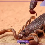 تفسير حلم العقرب الاسود في المنام ورمزه للمتزوجة والعزباء لابن سيرين