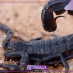تفسير حلم العقرب السوداء في المنام لابن سيرين وابن شاهين