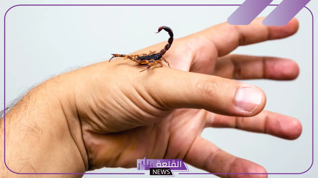 تفسير حلم الخوف من العقرب في المنام للرجل لابن سيرين 5 تفسير حلم الخوف من العقرب
