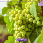 تفسير حلم العنب الاخضر في المنام وأكله للحامل والمتزوجة لابن سيرين