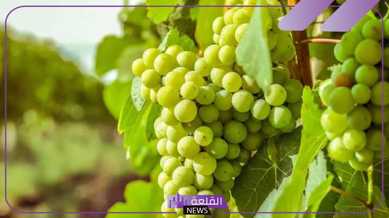 تفسير حلم العنب الاخضر في المنام وأكله للحامل والمتزوجة لابن سيرين