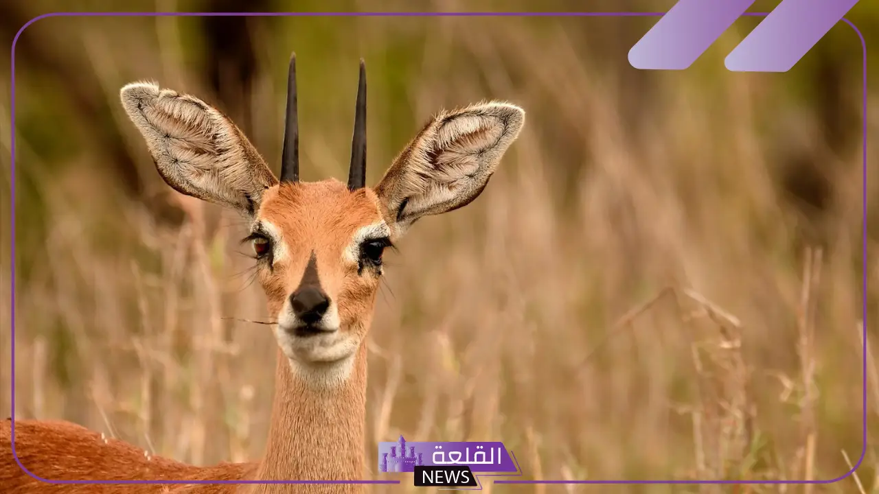 تفسير رؤية الغزال في المنام للرجل والمراة لابن سيرين 5 الغزال في المنام لابن سيرين