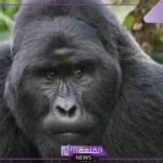 تفسير حلم الغوريلا في المنام والخوف والهروب منها لابن سيرين