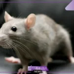 تفسير الفأر في المنام ورمز رؤيته لابن سيرين للمتزوجة والعزباء