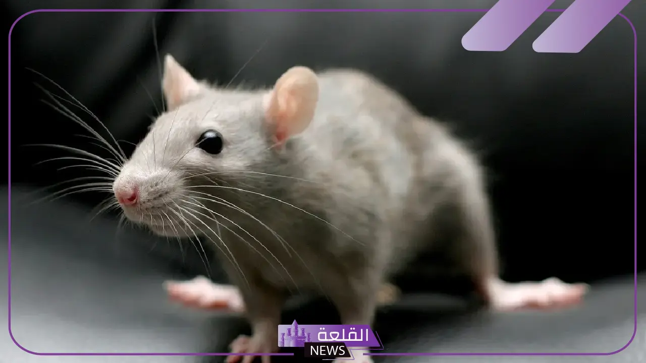 تفسير الفأر في المنام ورمز رؤيته لابن سيرين للمتزوجة والعزباء