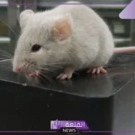 تفسير الحلم بالفأر الابيض في المنام ورمزه لابن سيرين