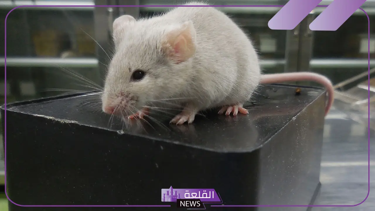رؤية الفأر الأبيض في المنزل وتأثيرها على الرائي