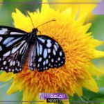 تعبير عن دورة حياة الفراشة بالانجليزي قصير مكتوب