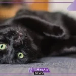 تفسير حلم رؤية القط الاسود في المنام للرجل والمرأة لابن سيرين
