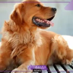 تفسير رؤية الكلاب في المنام للعزباء والمتزوجة والحامل لابن سيرين