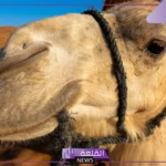 تفسير حلم الناقة في المنام وركوبها لابن سيرين وابن شاهين والعصيمي للعزباء
