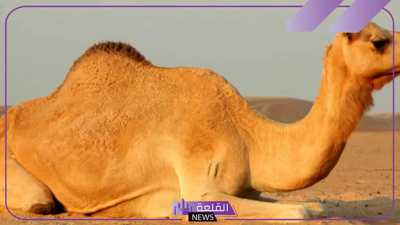 تفسير حلم رؤية الناقه في الحلم للرجل والمرأة
