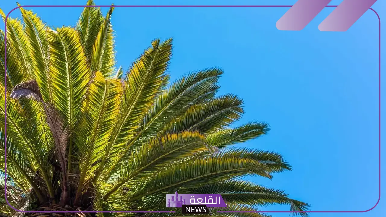 تفسير حلم النخلة في المنام ورمزها لابن سيرين والنابلسي 5 معنى سقوط النخلة في المنام وتأثيرها على الحالم