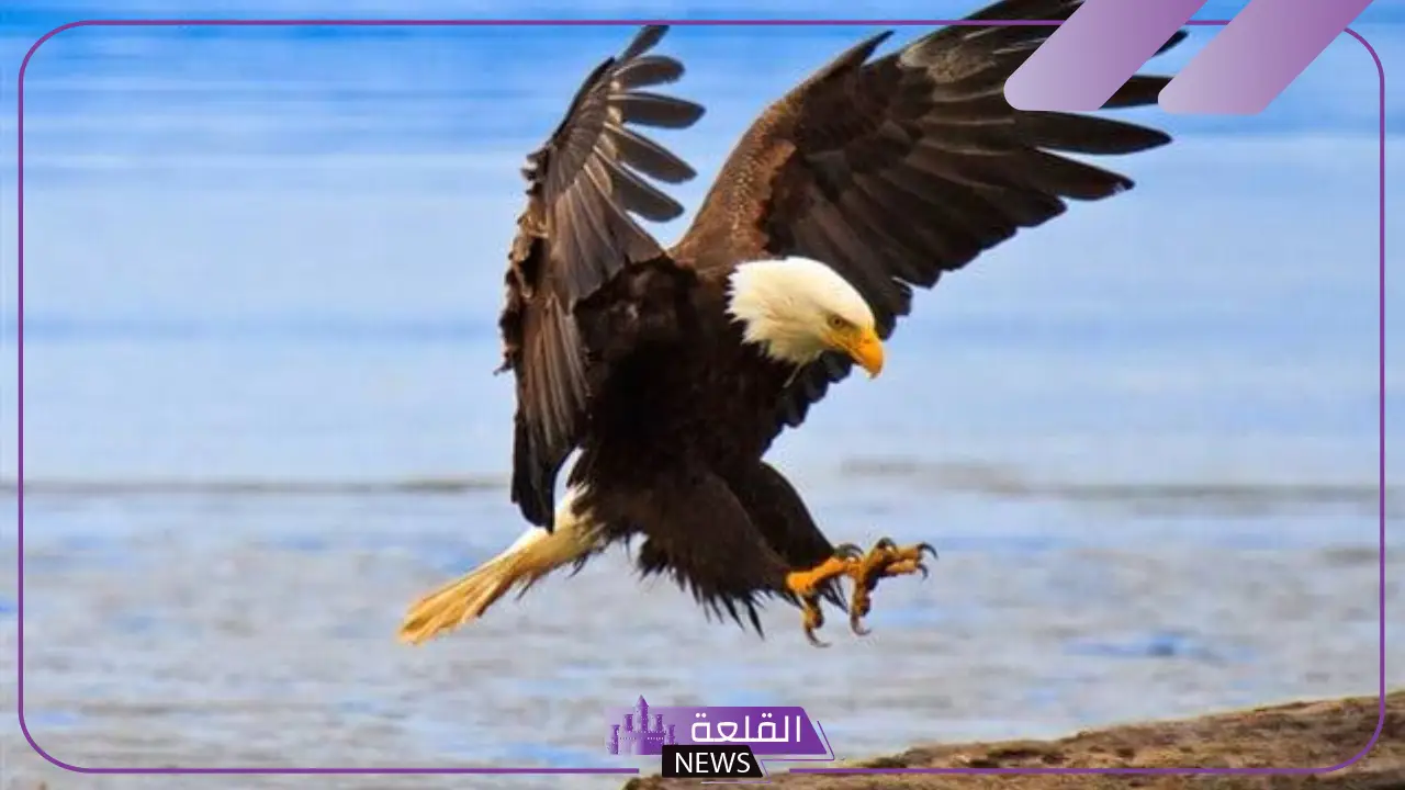 تفسير حلم رؤية النسر في المنام للعزباء والمتزوجة لابن سيرين 5 معنى رؤية النسر في منام المتزوجة