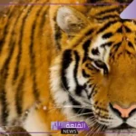 تفسير رؤية النمر في المنام الضخم لابن سيرين والنابلسي