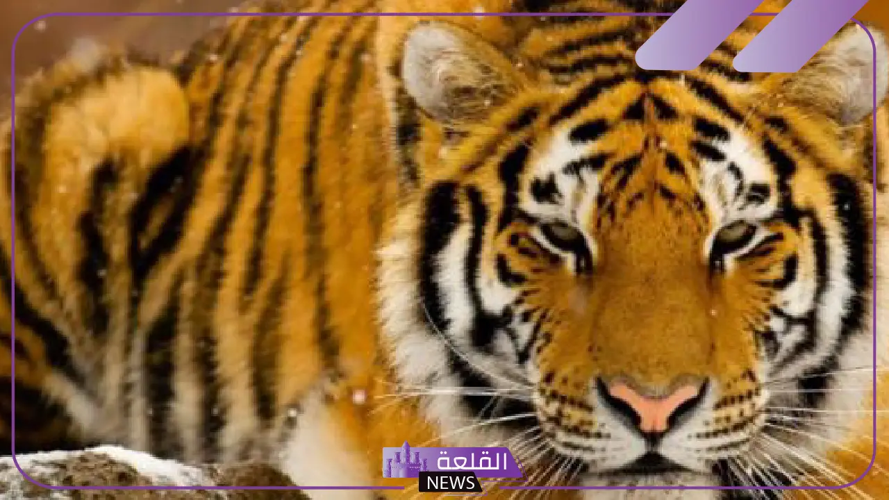 تفسير رؤية النمر في المنام الضخم لابن سيرين والنابلسي