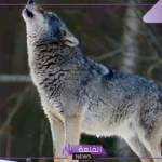 تفسير حلم الذئب في المنام والهروب منه لكبار العلماء للمتزوجة