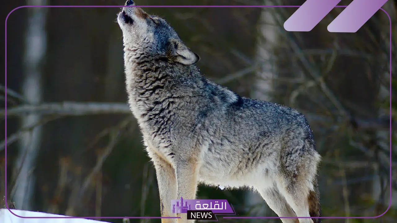 تفسير حلم الذئب في المنام والهروب منه لكبار العلماء للمتزوجة