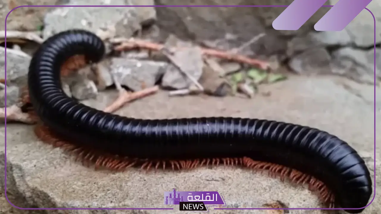 تفسير حلم رؤية ام اربعة واربعين في المنام لابن سيرين 5 تفسير حلم أم أربعة وأربعين للعزباء