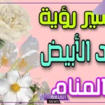 تفسير الحلم بالورد الابيض في المنام ورمزه لابن سيرين