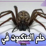 تفسير الحلم بعنكبوت كبير أسود في المنام لابن سيرين