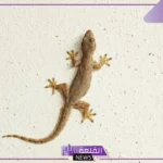 تفسير حلم البرص في المنزل للمرأة في المنام لابن سيرين وكبار الفقهاء