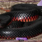 تفسير حلم الثعبان الاسود وقتله في المنام لكبار العلماء