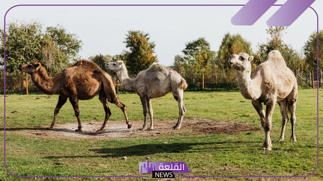 تفسير حلم الجمل يطاردني ويلاحقني في المنام للعزباء لابن سيرين