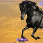 تفسير حلم الخيل في المنام وركوبه لكبار العلماء والمفسرين